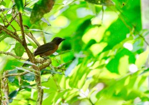 Black-cheeked Ant Tanager