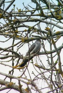Cuckoo