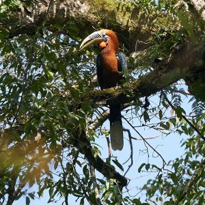 Rufous Necked Hornbill