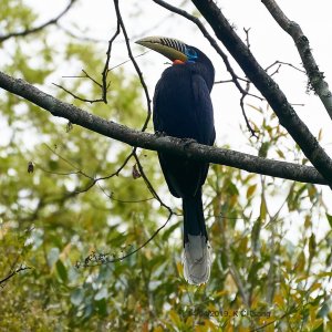 Rufous Necked Hornbill