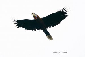 Rufous Necked Hornbill