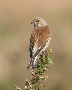 Linnet