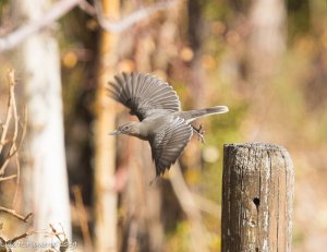 Black-billed Shrike-Tyrant