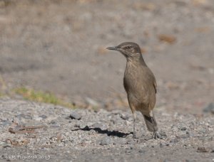 Black-billed Shrike-Tyrant