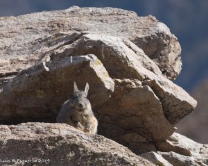 Southern viscacha