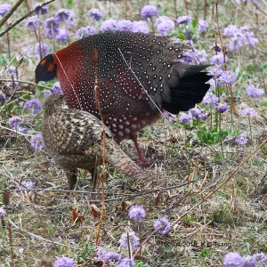 Satyr Tragopan