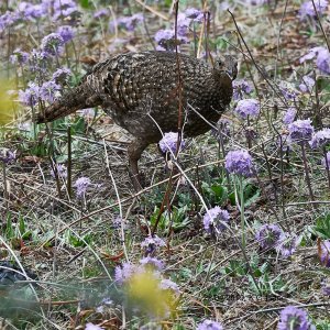 Satyr Tragopan