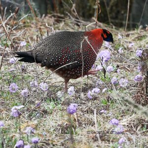 Satyr Tragopan