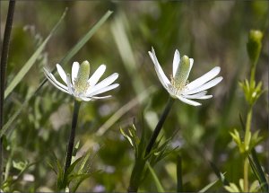 Berlandier's Windflower