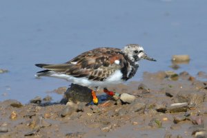 Turnstone