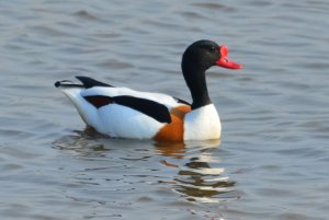 Shelduck