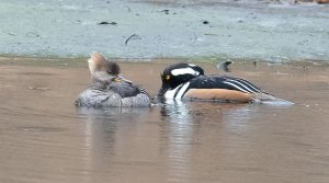 Hooded Merganser Pair