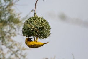 Ruppell's Weaver