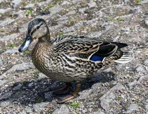 Female Mallard