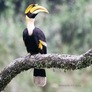 Great Hornbill