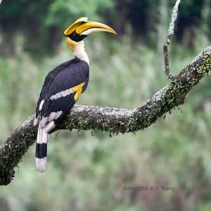 Great Hornbill