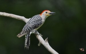 Red-bellied Woodpecker