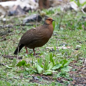 Blood Pheasant (female)