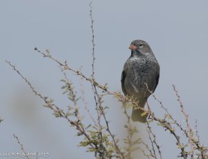 Mourning Sierra-finch Immature Male