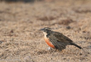 Long-tailed Meadowlark