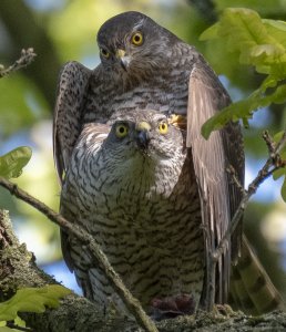 Sparrowhawks, mating, Hampstead Heath