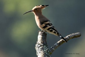 Common Hoopoe