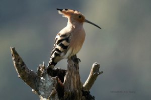 Common Hoopoe