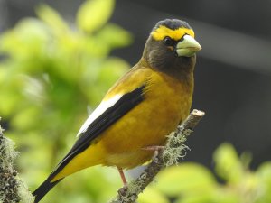 Evening Grosbeak on deck