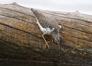 Spotted Sandpiper