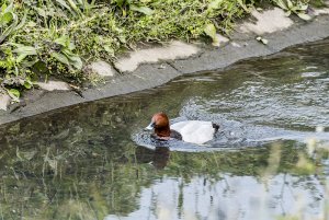 Pochard