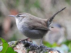 Bewick's wren .