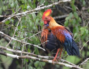 Sri Lanka Junglefowl