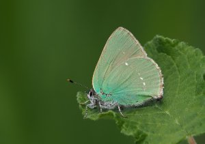 Green Hairstreak