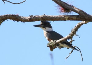 Belted Kingfisher