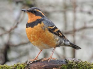 Varied Thrush, male.