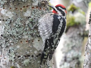 Red-naped Sapsucker.