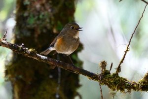 Himalayan Bluetail (female )