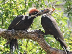 Pileated  Woodpecker