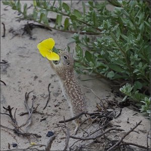 Spotted Ground Squirrel