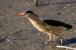 Little Bittern