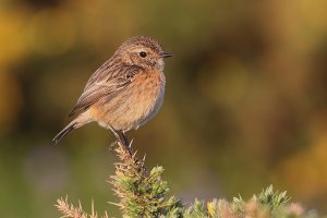 Stonechat