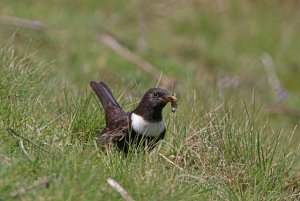 Male Ring Ouzel