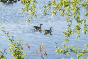 The Greylag Family