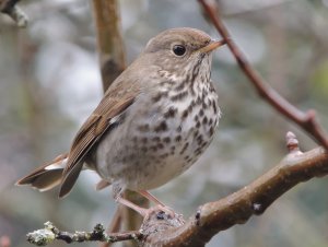 Hermit Thrush