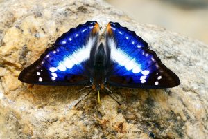 Indian Purple Emperor