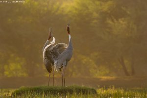 Sarus Crane | Antigone antigone