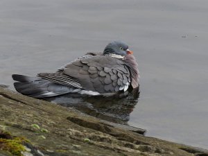 wood pigeon