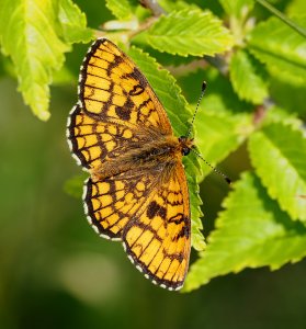 Knapweed Fritillary