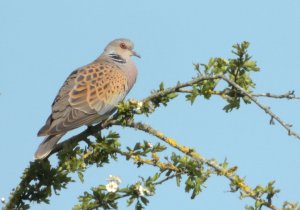 Turtle Dove