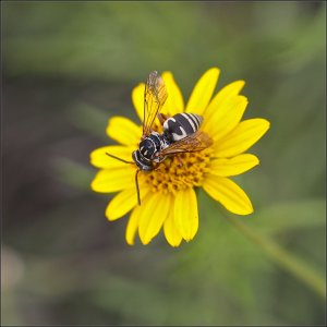Cuckoo Bee